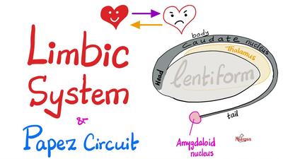 边缘系统与Papez回路 - 情感、记忆、行为、恐惧 - 海马体、杏仁核