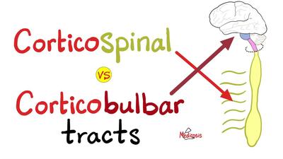 大脑脊髓束 vs 大脑脊髓束 - 锥体束 - 运动下行通路