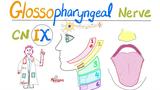 舌咽神经 - 第9对脑神经
