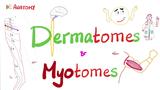 Dermatomes & Myotomes