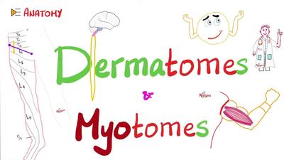 Dermatomes & Myotomes