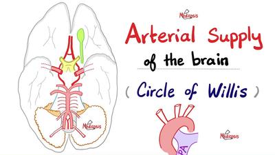 大脑的动脉供应 - 威利斯环 - 颈内动脉（ICA）、前大脑动脉（ACA）、中大脑动脉（MCA）、前交通动脉（A.com）、后交通动脉（P.com）、椎动脉、基底动脉.