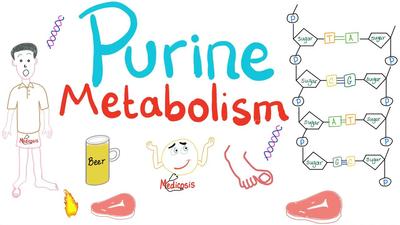 嘌呤代谢