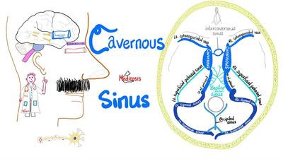 海绵窦 - 海绵窦综合症 - 解剖学与临床解剖学
