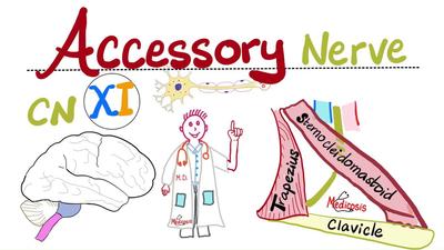 副神经 - 第11对脑神经