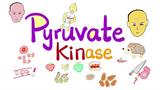 丙酮酸激酶和糖酵解
