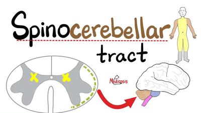 Spinocerebellar and Cuneocerebullar tracts
